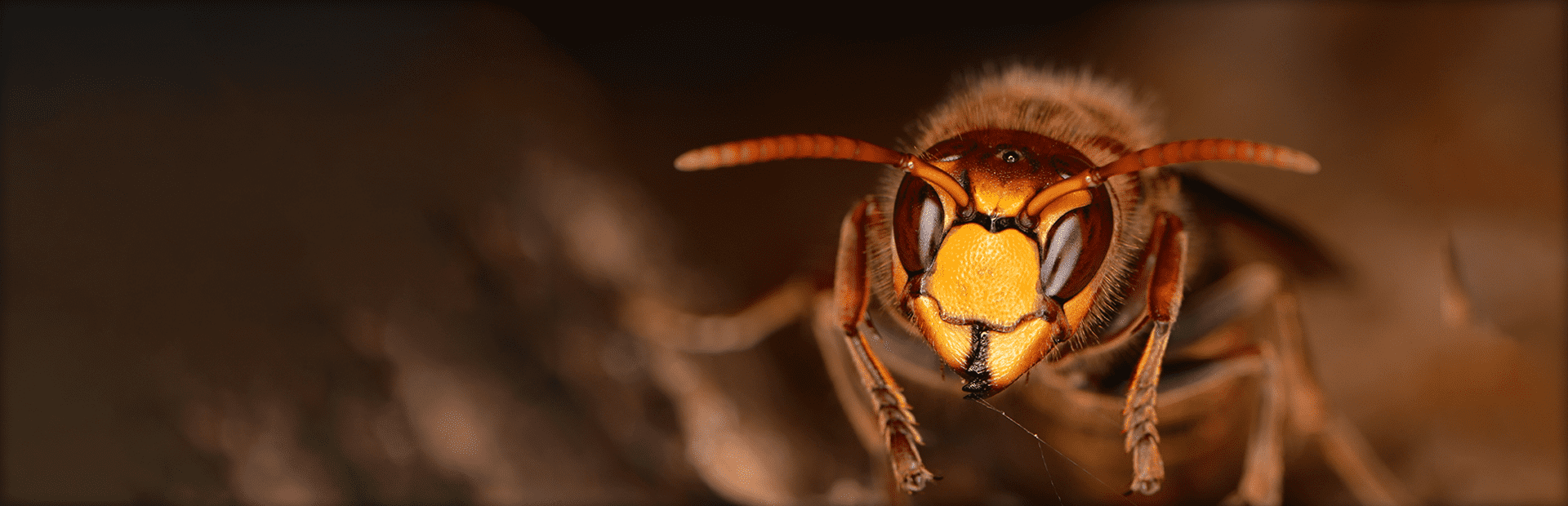 Paper Wasps on Pergolas and Outdoor Kitchen Eaves When Sustained Heat Accelerates Comb Building