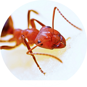 Insect Control Southampton Hamptons NY